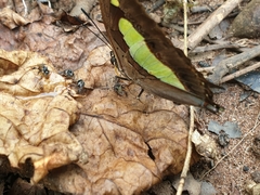Polyura