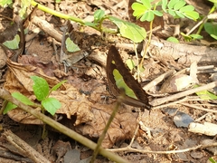 Polyura
