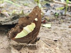 Polyura