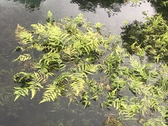 Cyclosorus interruptus