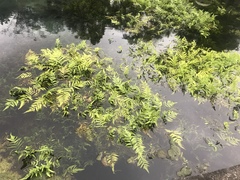 Cyclosorus interruptus