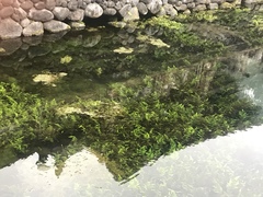 Cyclosorus interruptus