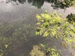 Cyclosorus interruptus