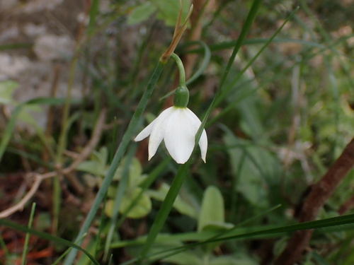 Acis nicaeensis, photograph 3