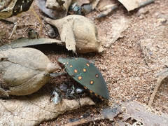 Solenosthedium rubropunctatum
