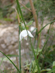 Acis nicaeensis, photograph (c) Fabien Piednoir, some rights reserved (CC BY-SA)