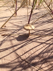 Psathyrella arenulina