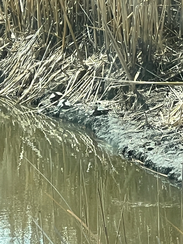 Western Painted Turtle
