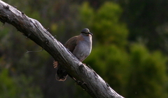 Phaps elegans