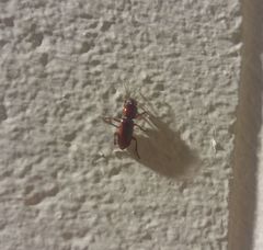 Stenomorphus californicus