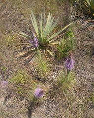 Liatris glandulosa