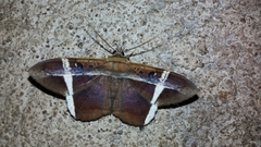 Hemeroblemma mexicana