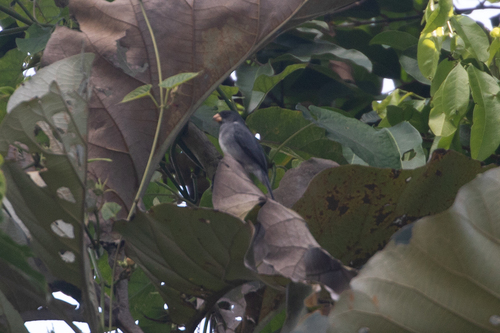 Grey Seedeater (Sporophila intermedia), photo 6