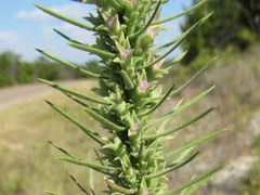 Liatris glandulosa