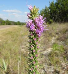 Liatris glandulosa