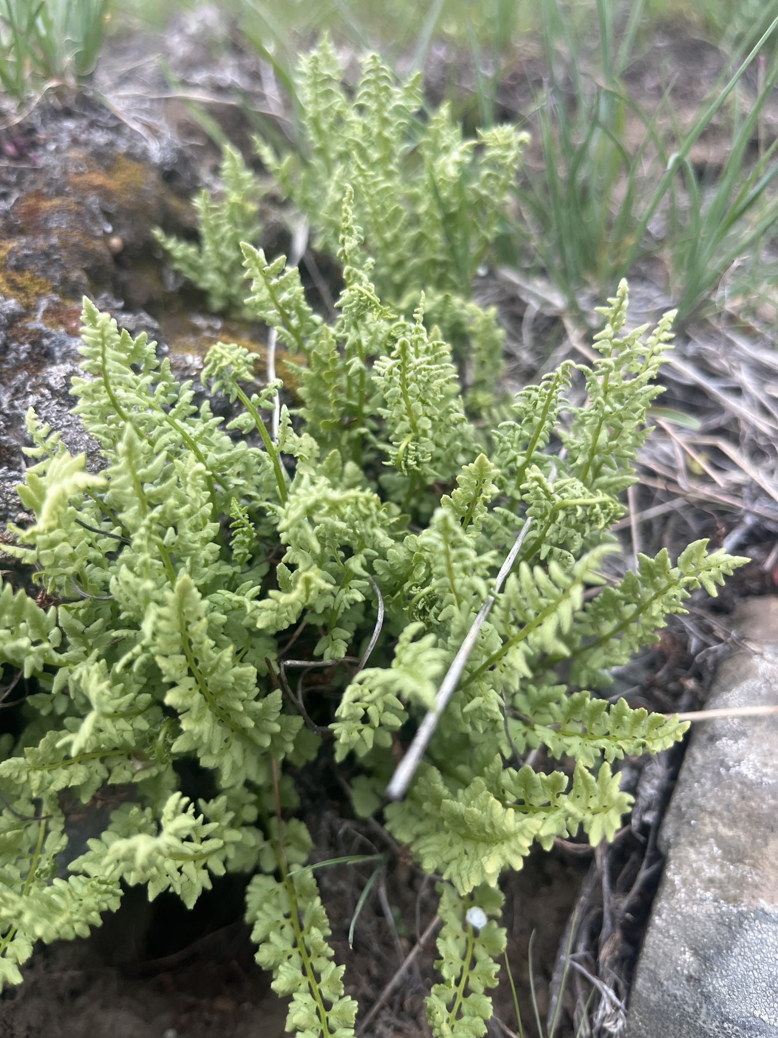 Woodsia oregana