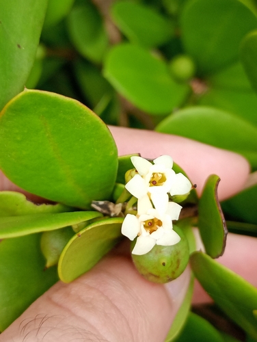 Jacquinia armillaris, photograph 6