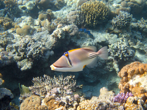 Arabian Picasso Triggerfish — seen at this dive site