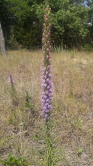Liatris glandulosa