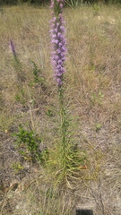 Liatris glandulosa