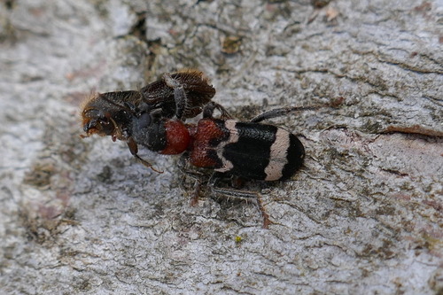 European Red-bellied Clerid photo 2