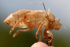Cicada