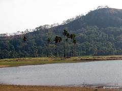 Borassus flabellifer