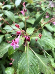 Impatiens devolii