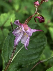 Impatiens devolii