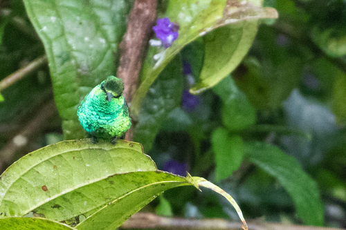 Western Emerald (Chlorostilbon melanorhynchus), photo 6