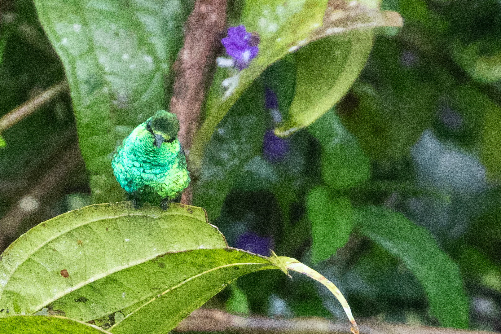 Western Emerald (Chlorostilbon melanorhynchus), photo 6