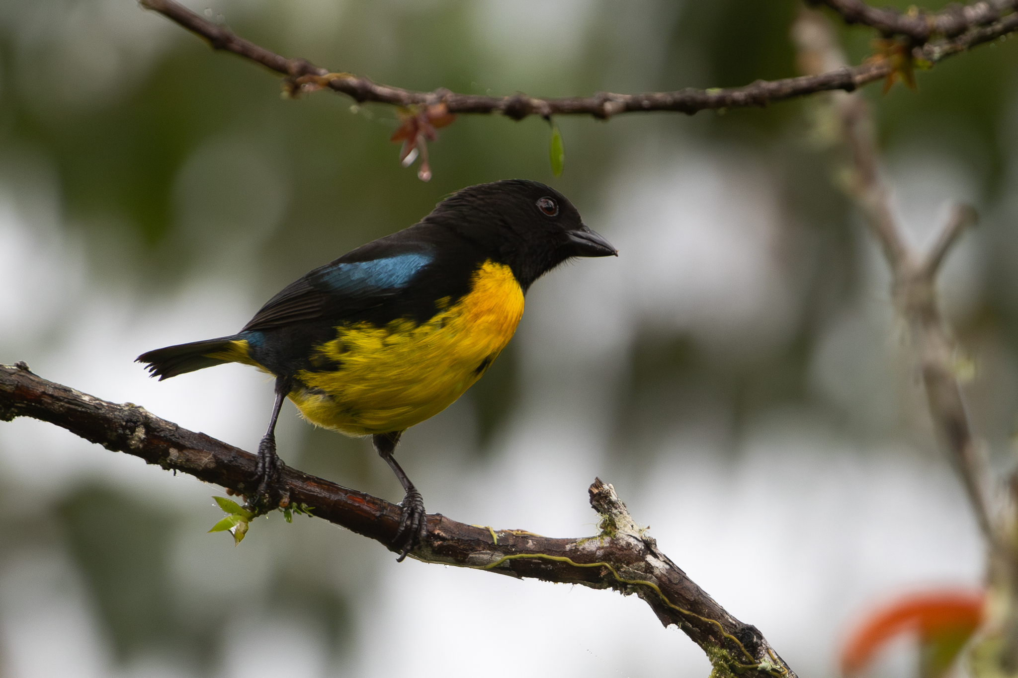 Black-and-gold Tanager (Bangsia melanochlamys), photo 5