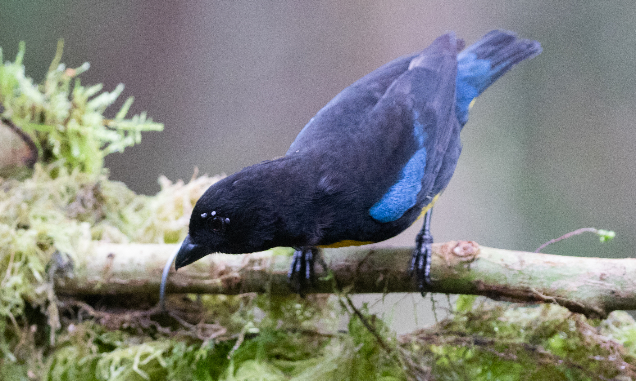 Black-and-gold Tanager (Bangsia melanochlamys), photo 6