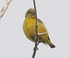 Euphonia luteicapilla