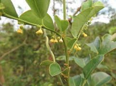 Breynia fruticosa