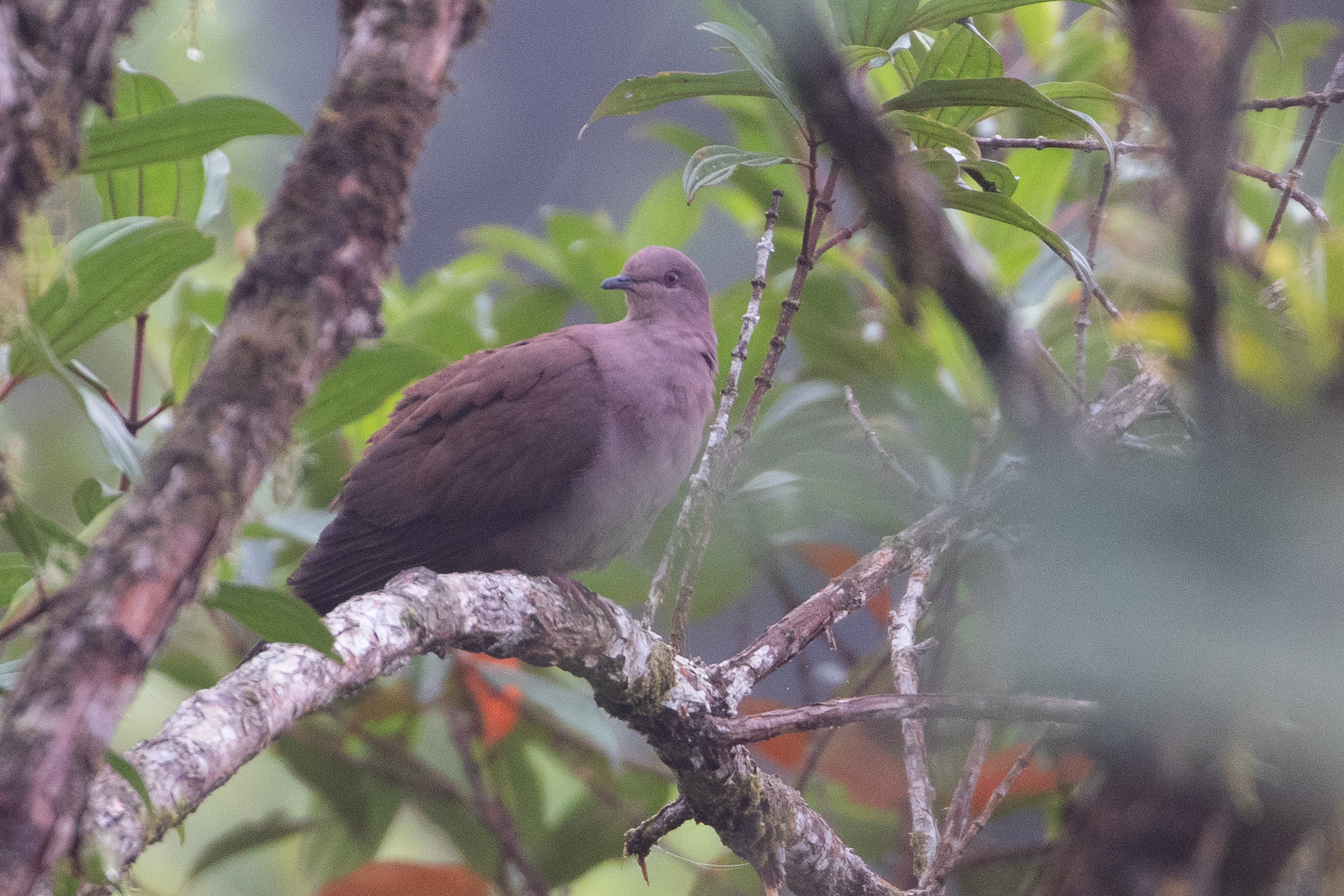 Ruddy Pigeon (Patagioenas subvinacea), photo 7