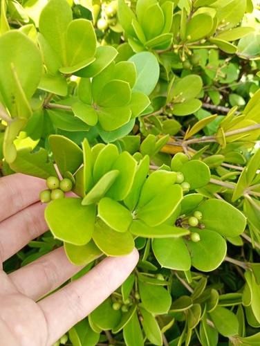 Image of Jacquinia armillaris by no rights reserved