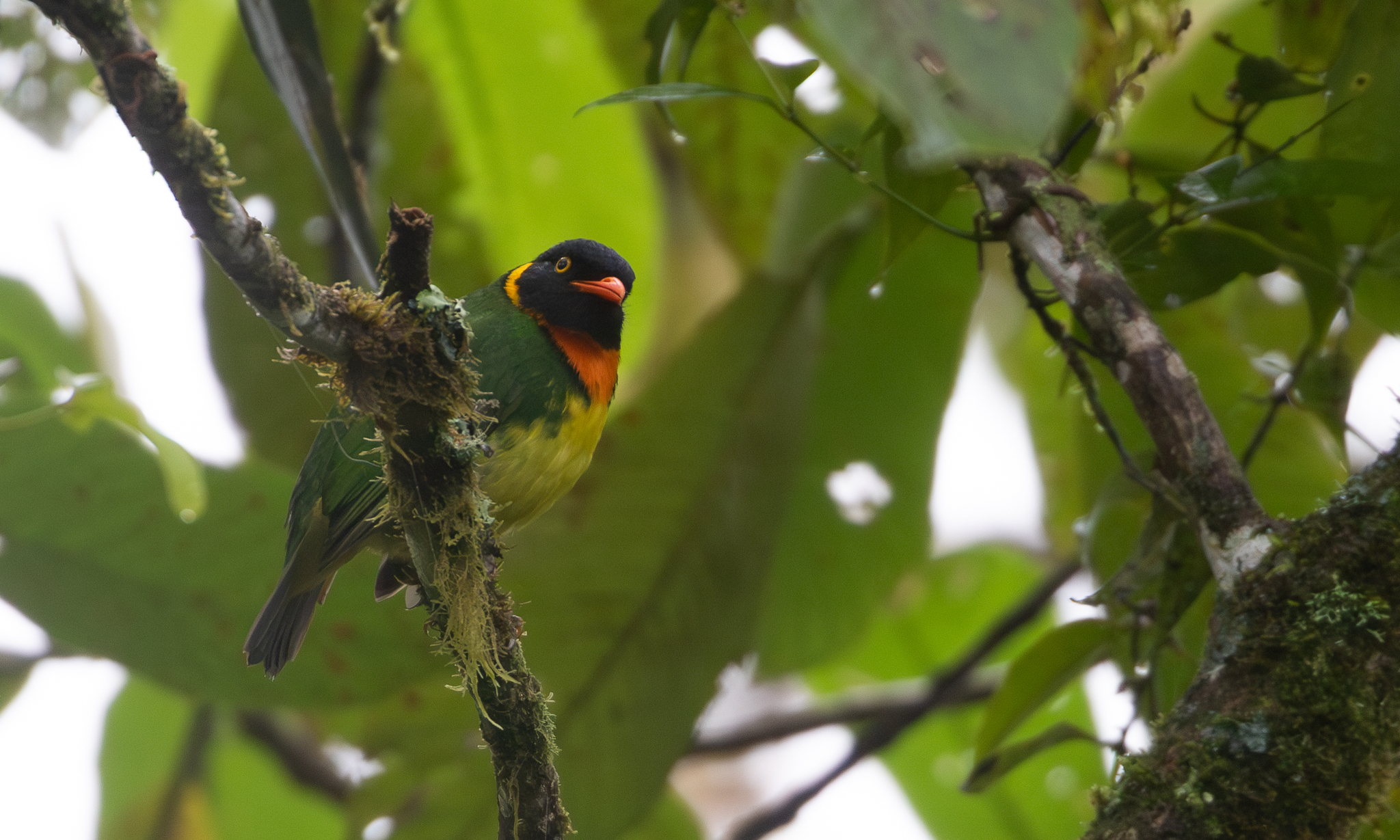 Orange-breasted Fruiteater (Pipreola jucunda), photo 7