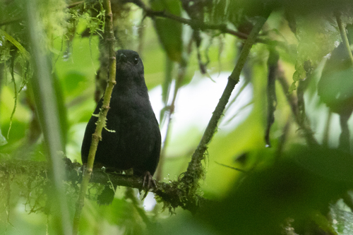 Tatama Tapaculo (Scytalopus alvarezlopezi), photo 9
