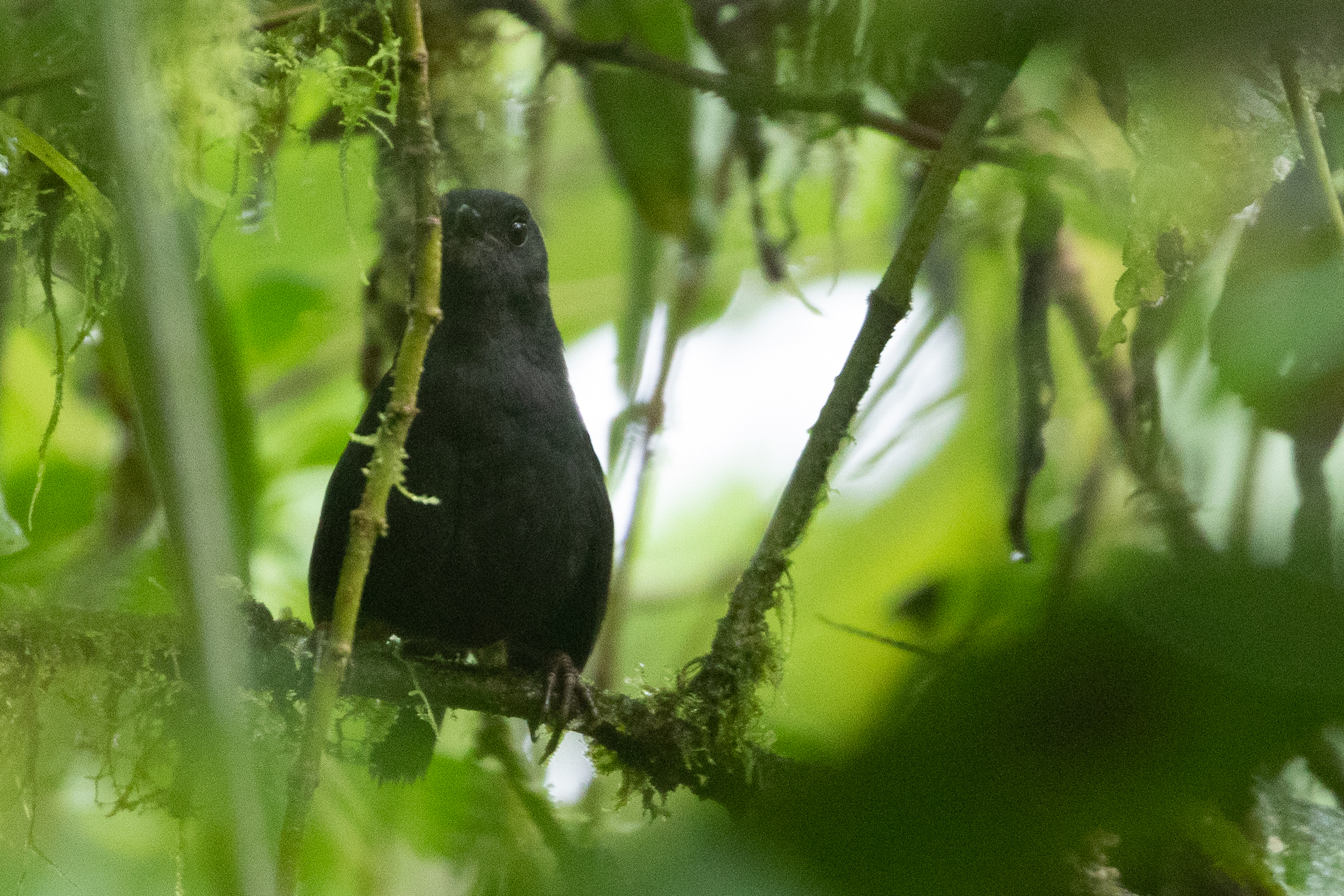 Tatama Tapaculo (Scytalopus alvarezlopezi), photo 2