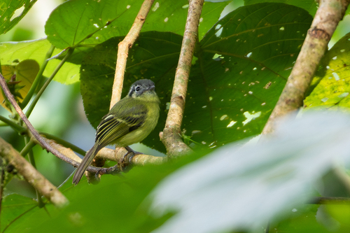 Marble-faced Bristle-Tyrant