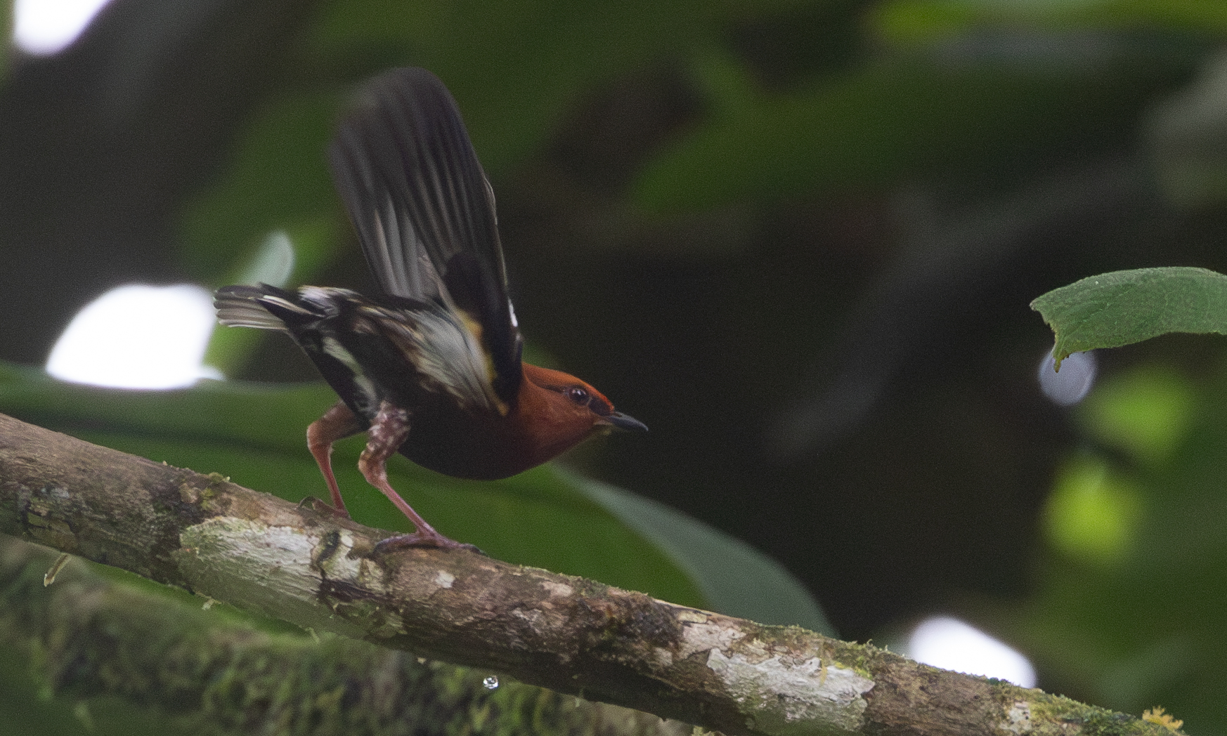 Club-winged Manakin (Machaeropterus deliciosus), photo 1