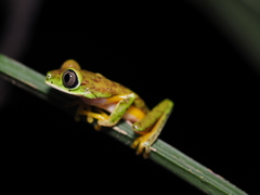 Lemur Leaf Frog photo 1