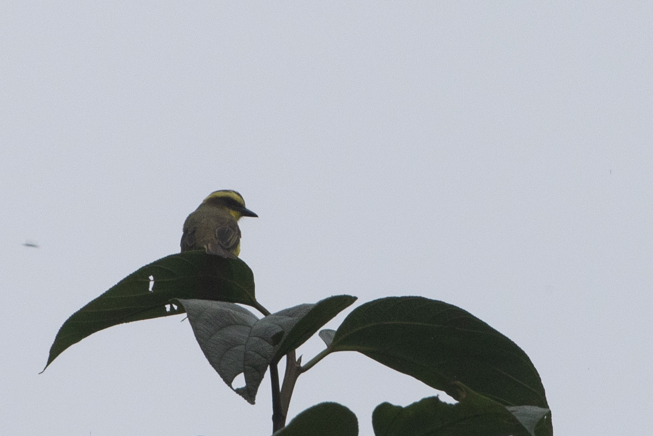 Lemon-browed Flycatcher (Conopias cinchoneti), photo 2