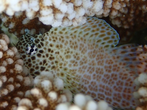 Leopard blenny (Exallias brevis) — Blenniidae — 3