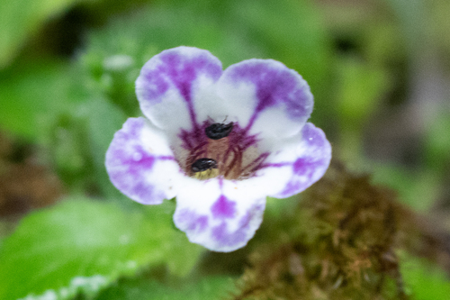 Diastema vexans, photograph 3