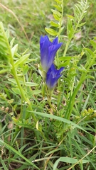 Gentiana decumbens