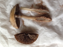 Psathyrella arenulina