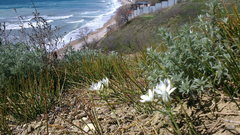 Ornithogalum navaschinii