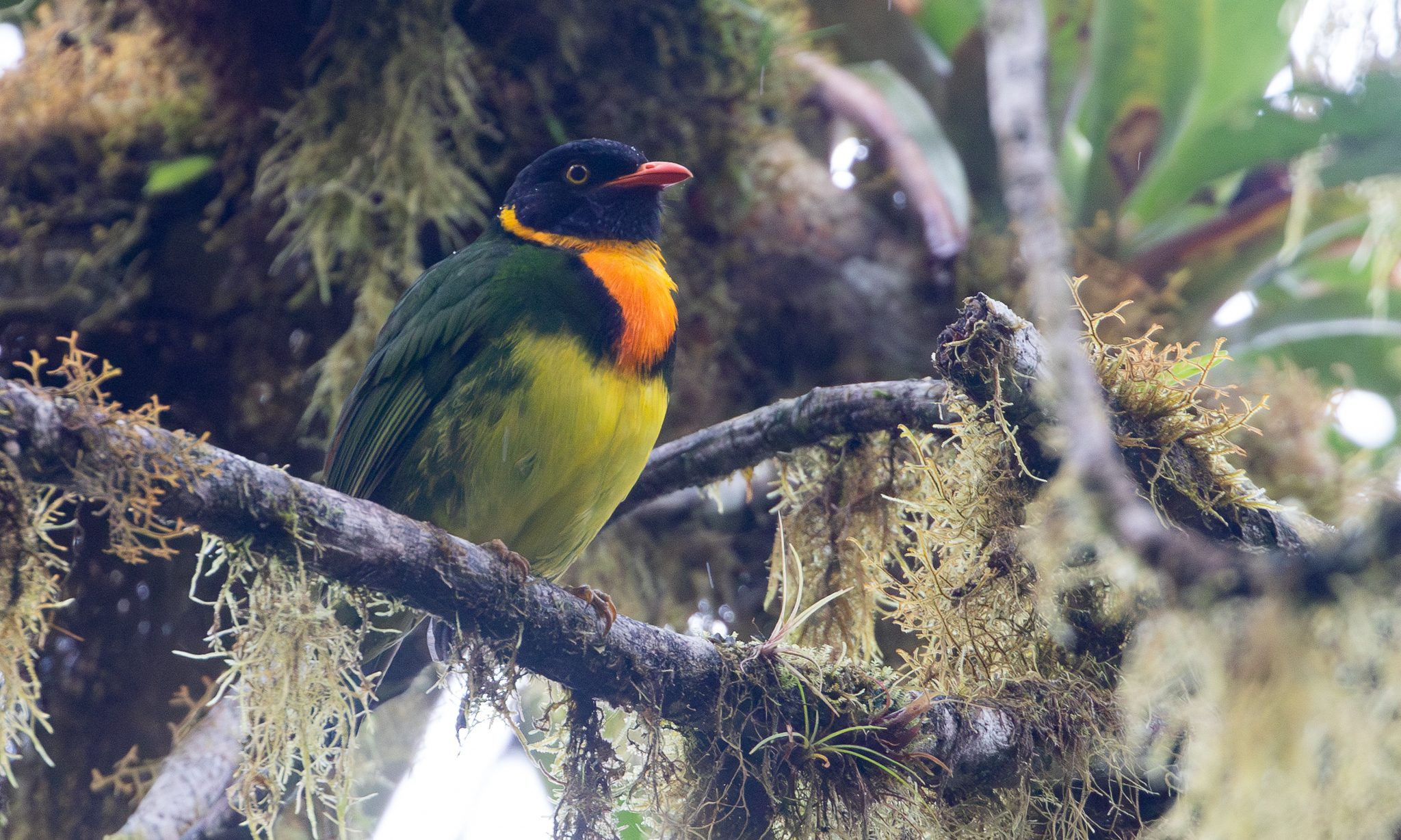 Orange-breasted Fruiteater (Pipreola jucunda), photo 6